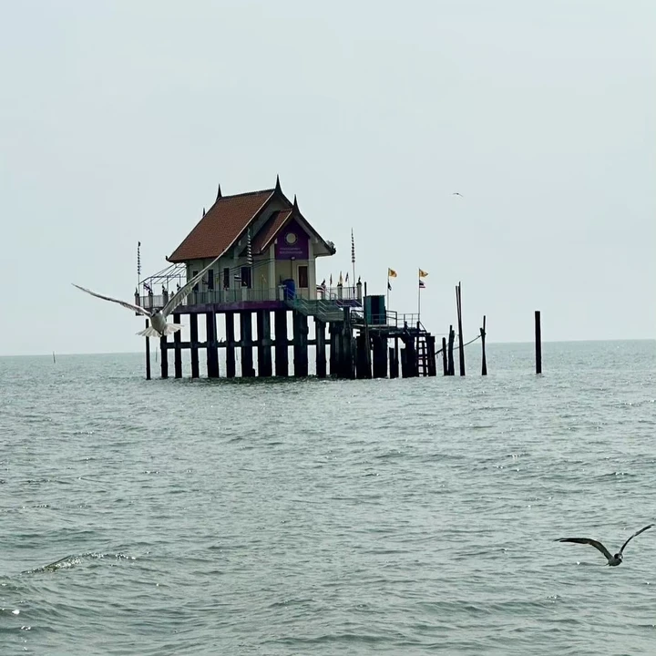 Bryde’s Whale Watching Photo Tour