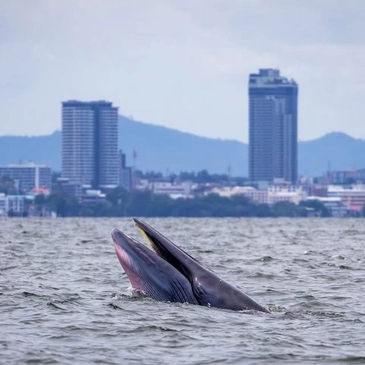 Bryde’s Whale Watching Photo Tour