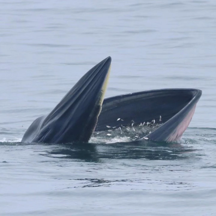 Bryde’s Whale Watching Photo Tour