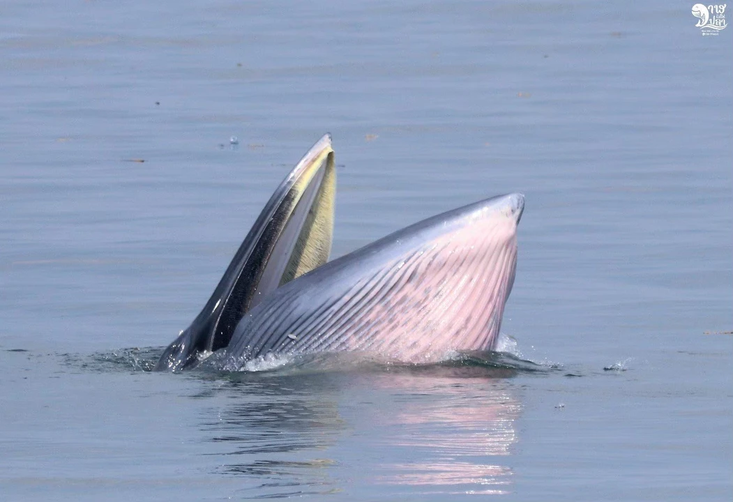 Bryde’s Whale Watching Photo Tour