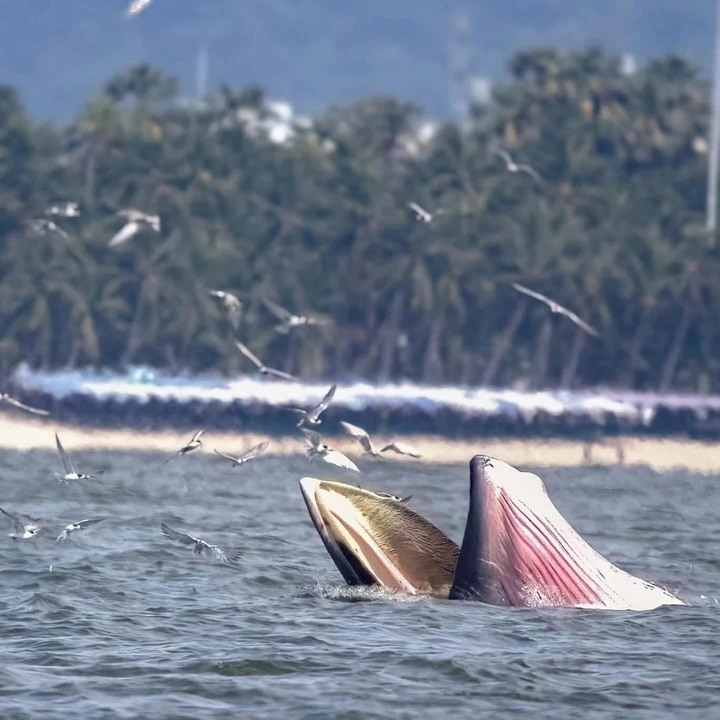 Bryde’s Whale Watching Photo Tour