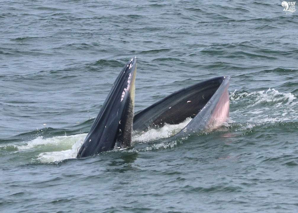 Bryde’s Whale Watching Photo Tour