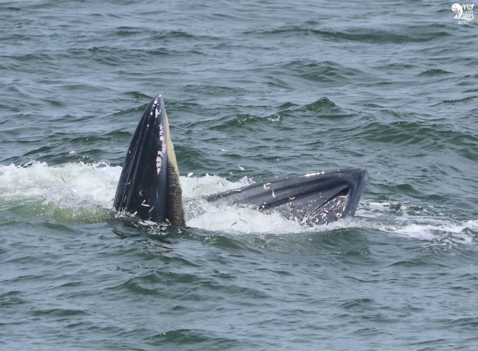 Bryde’s Whale Watching Photo Tour