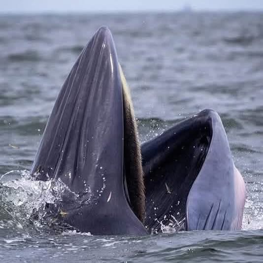 Bryde’s Whale Watching Photo Tour