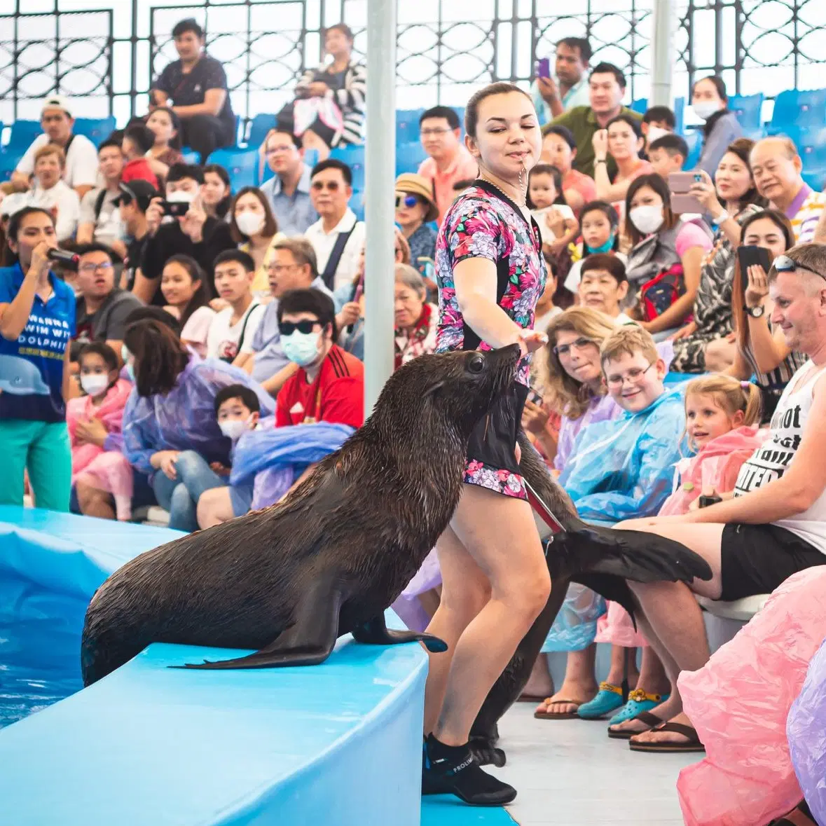 Pattaya Dolphinarium