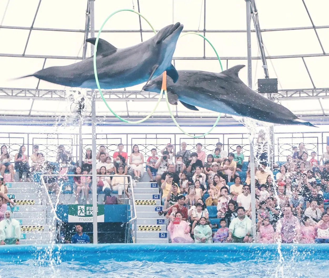 Pattaya Dolphinarium