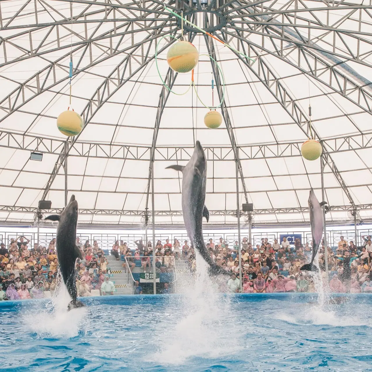 Pattaya Dolphinarium