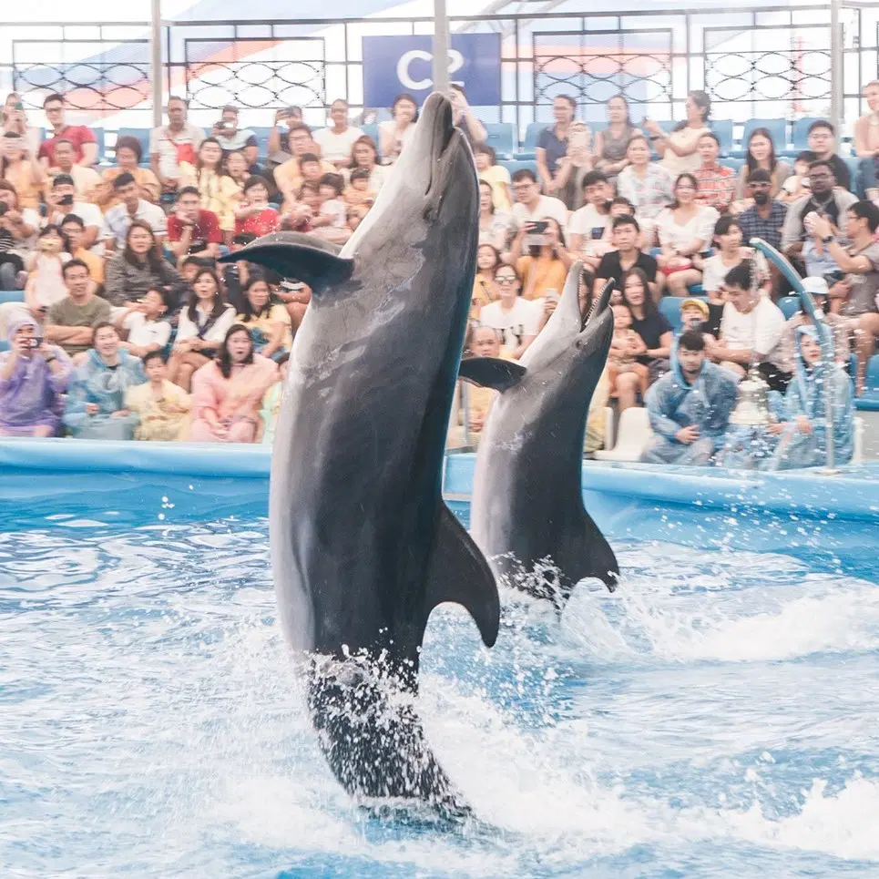 Pattaya Dolphinarium
