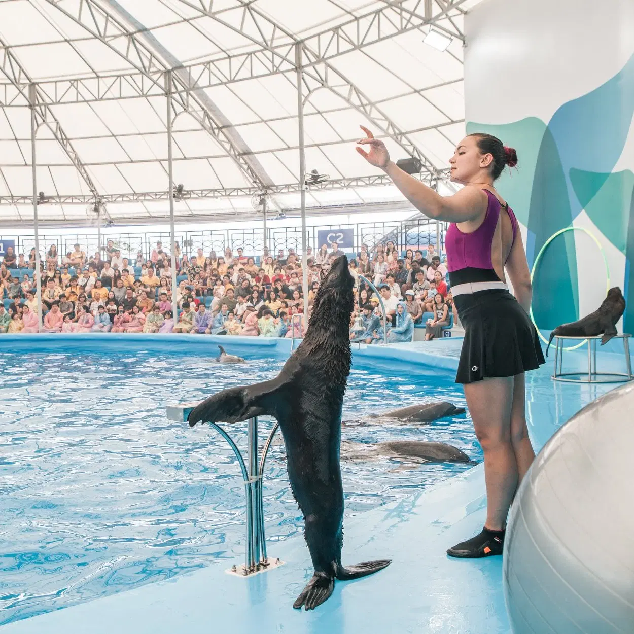 Pattaya Dolphinarium
