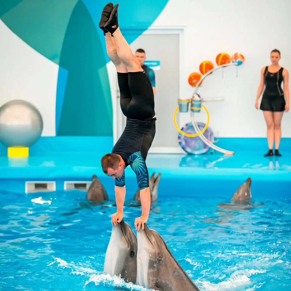 Pattaya Dolphinarium