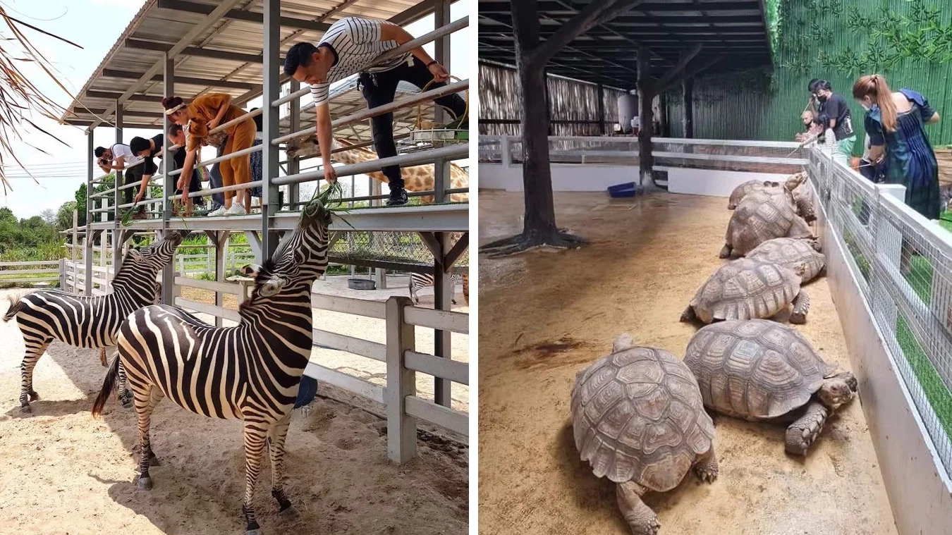 Animal World