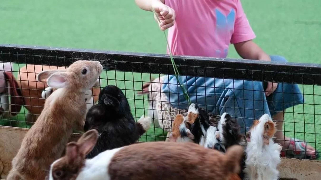Animal World