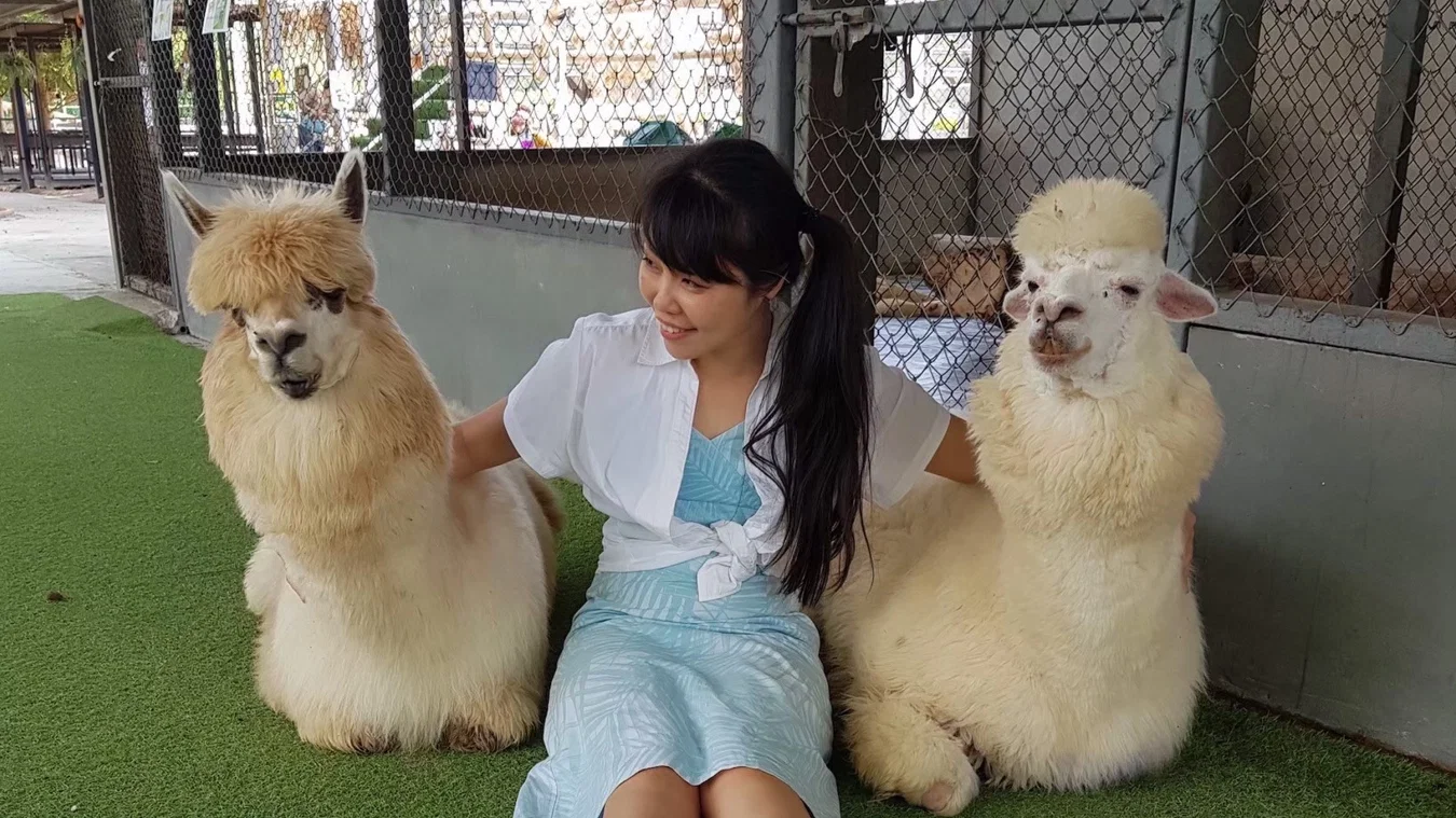Animal World