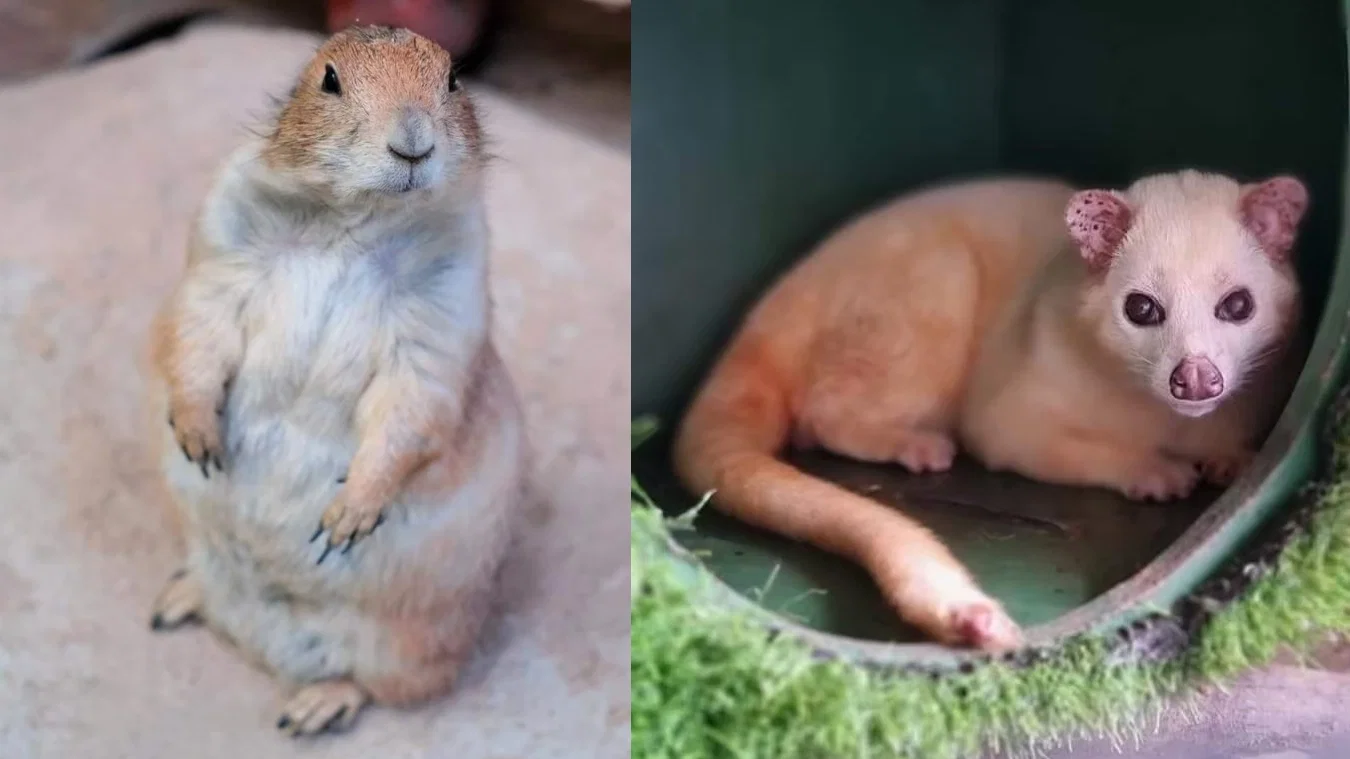 Animal World