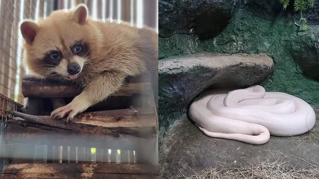 Animal World