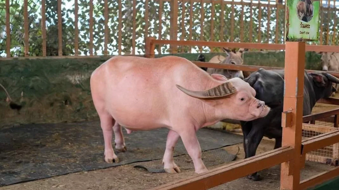 Animal World
