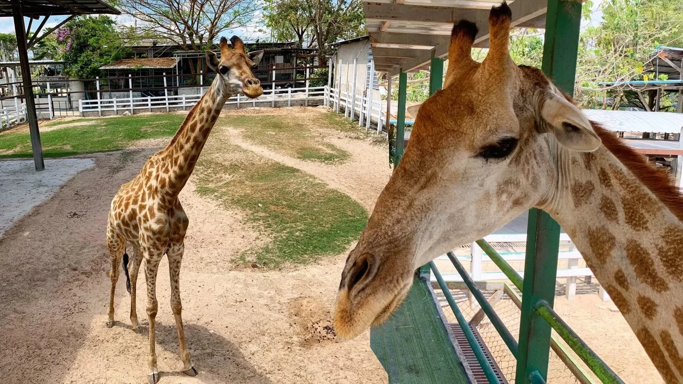 Animal World