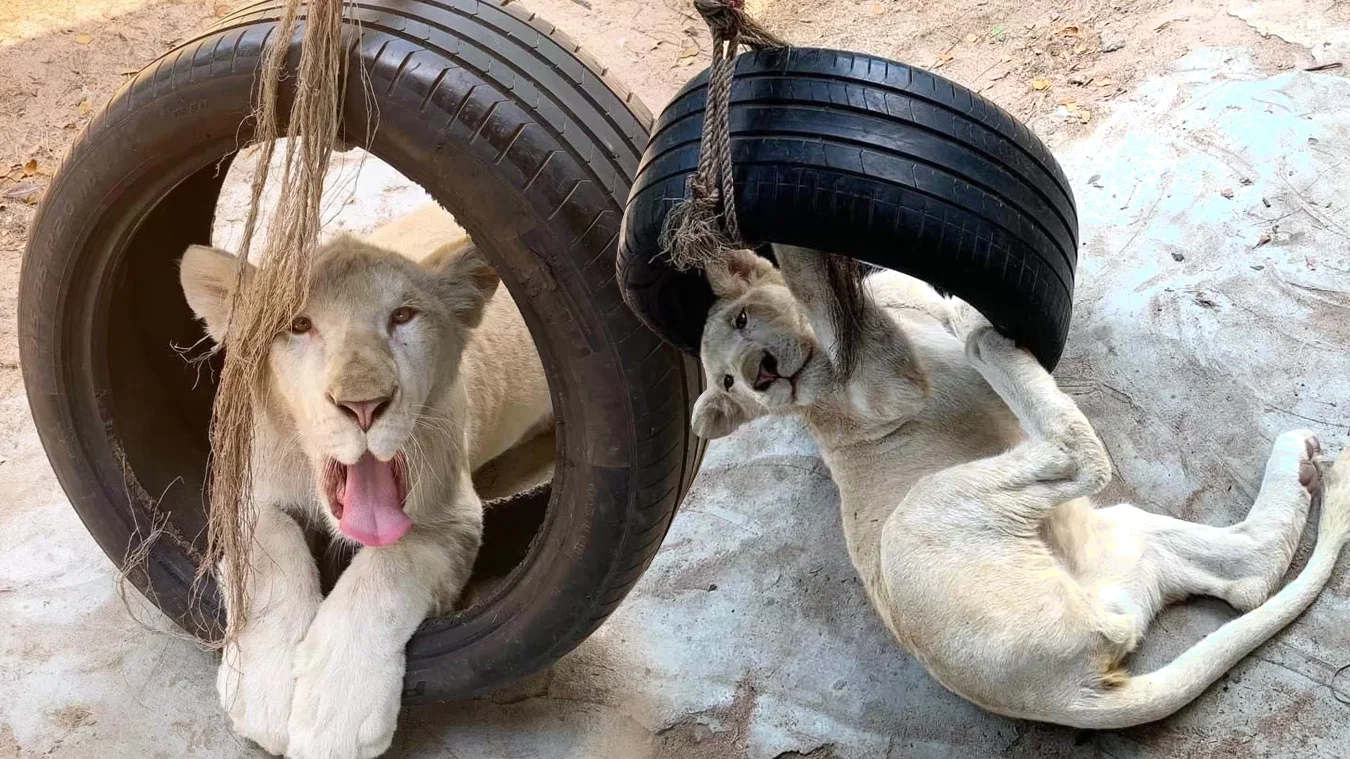Animal World