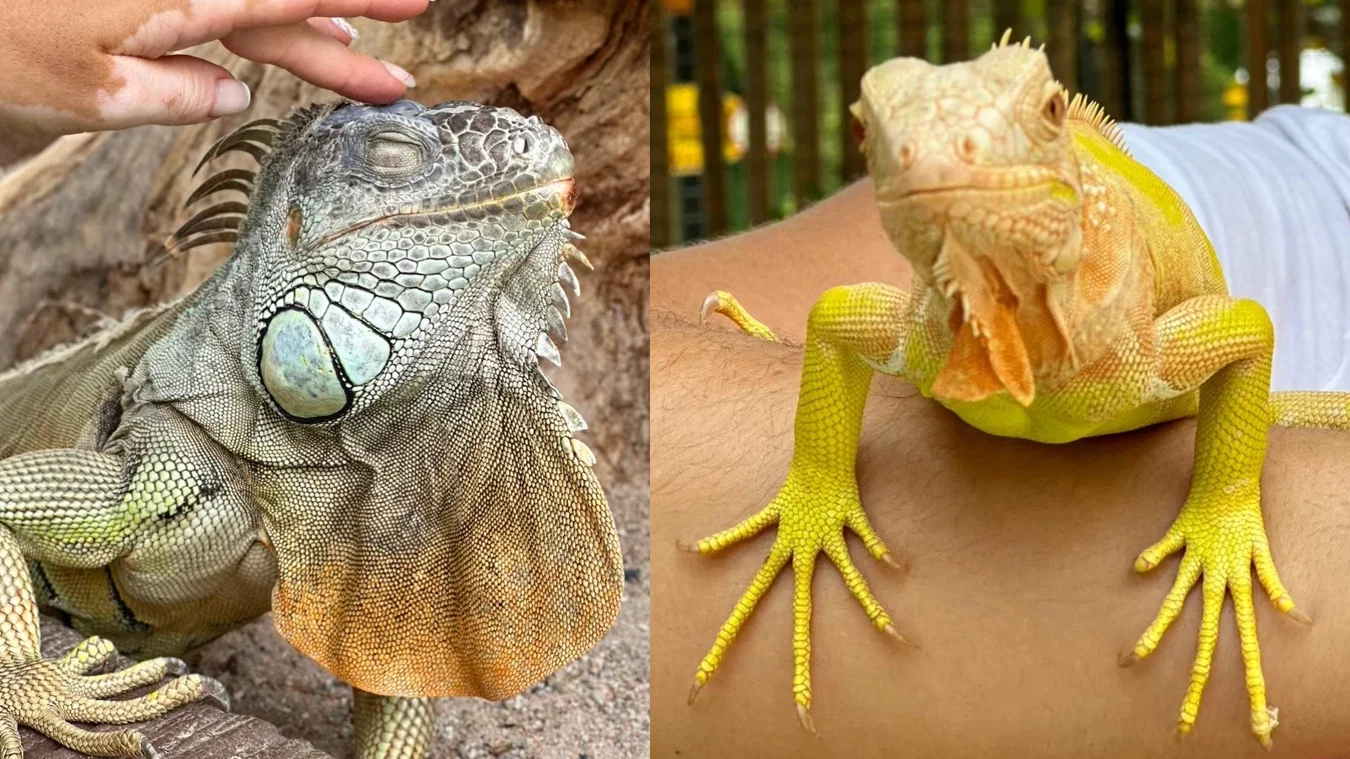 Thai Safari