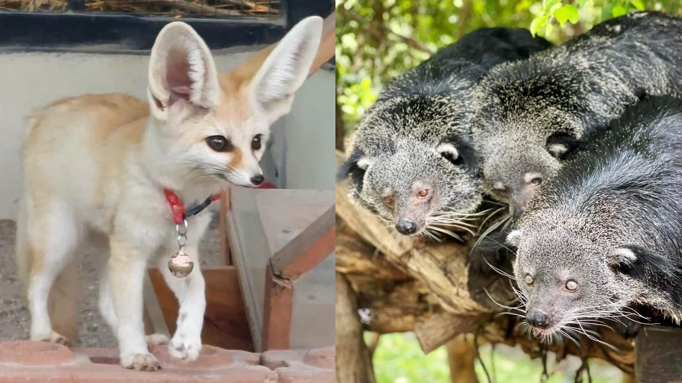Thai Safari