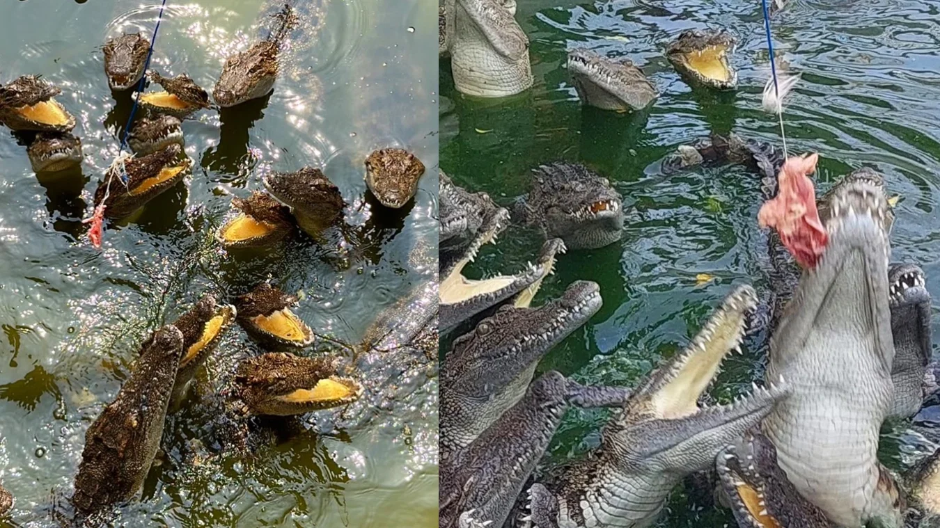Thai Safari