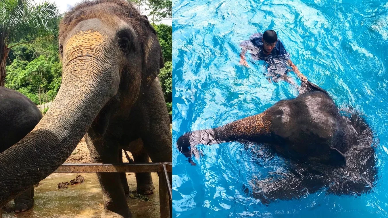 Thai Safari