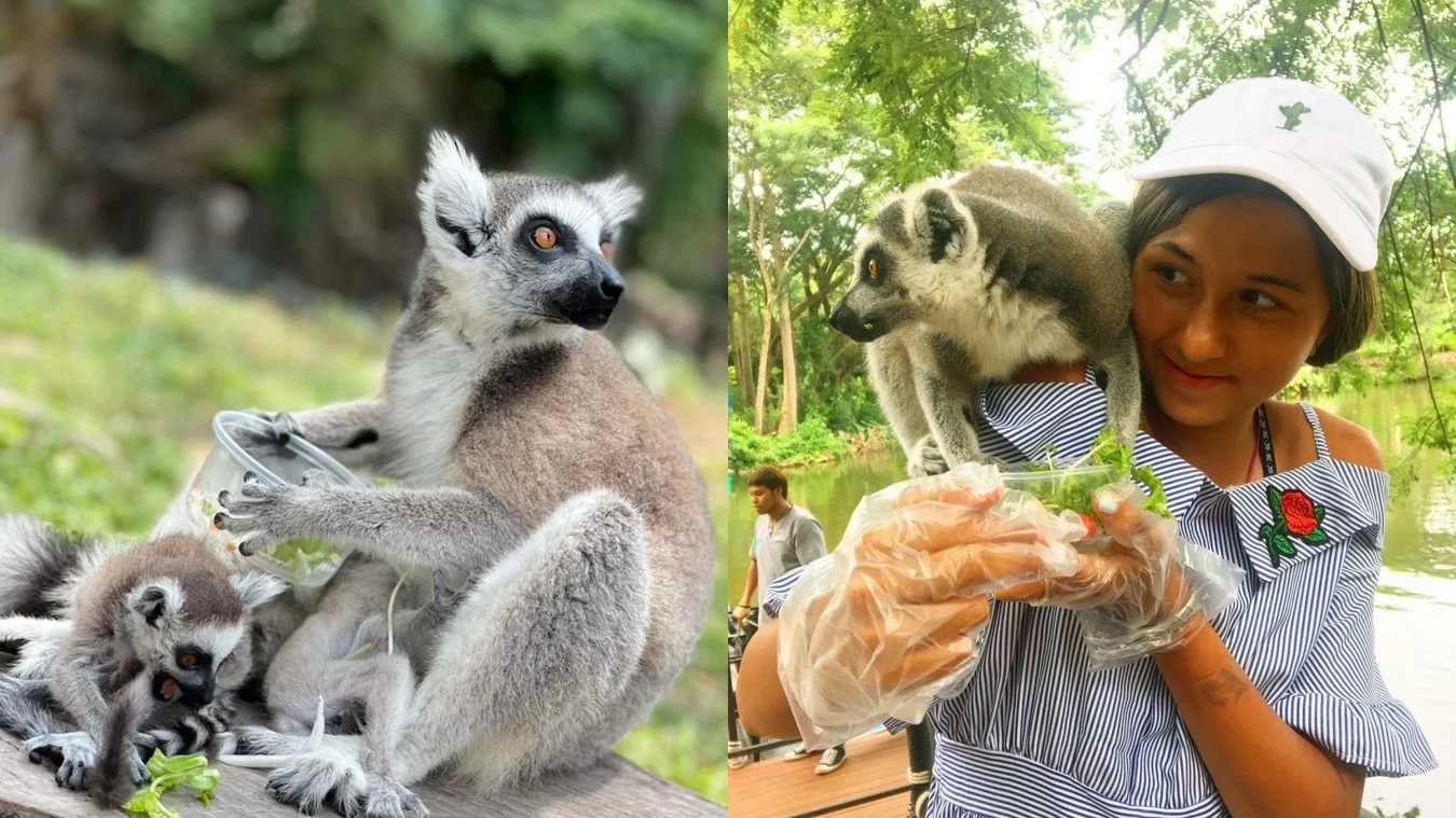 Thai Safari