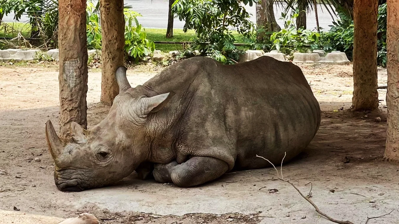 Thai Safari