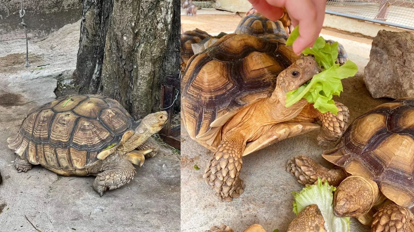 Thai Safari