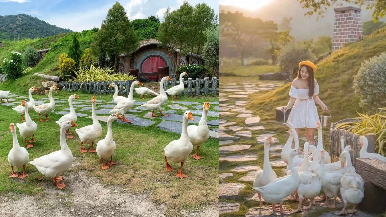 Alpaca Park