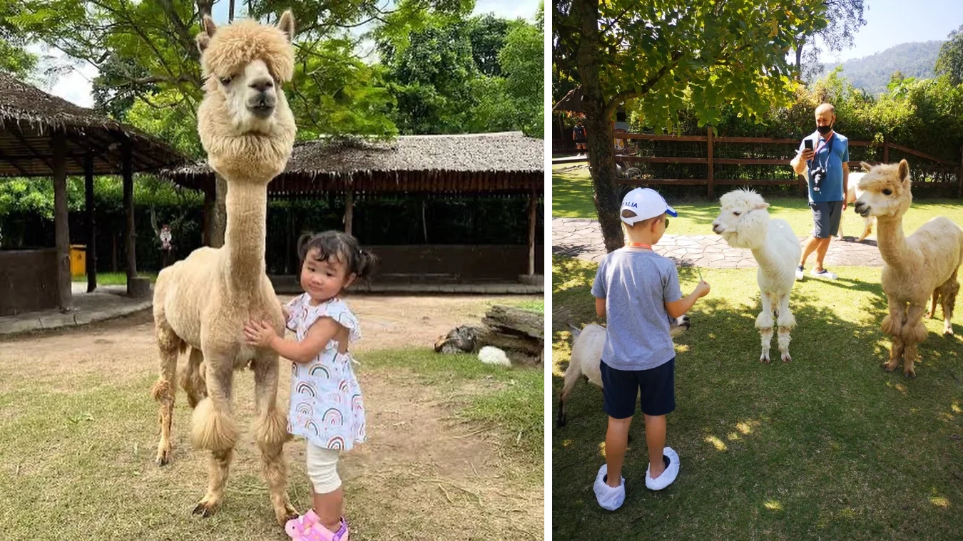 Alpaca Park