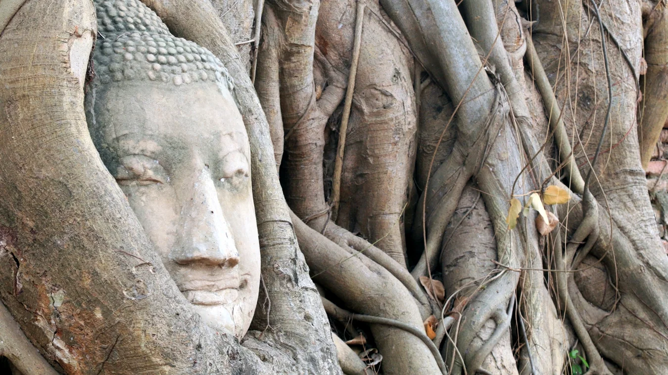 Buddha head entwined in tree roots in Ayutthaya