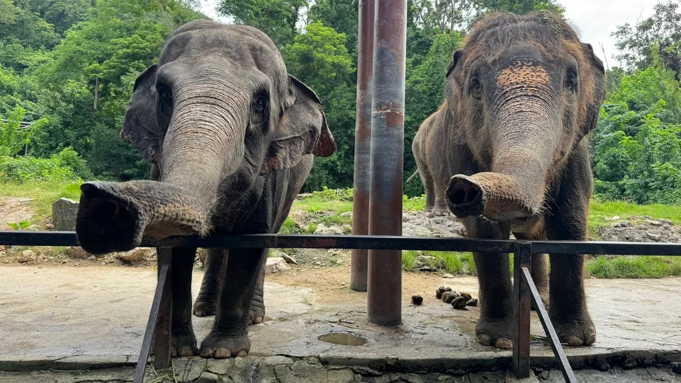 Khao Kheow Zoo with Lunch