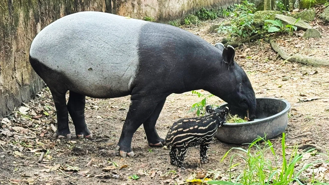 Khao Kheow Zoo with Lunch