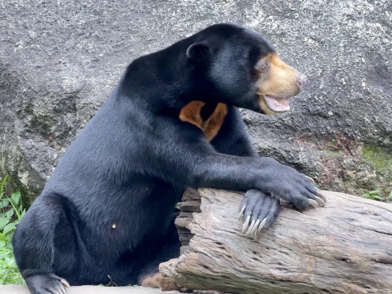 Khao Kheow Zoo