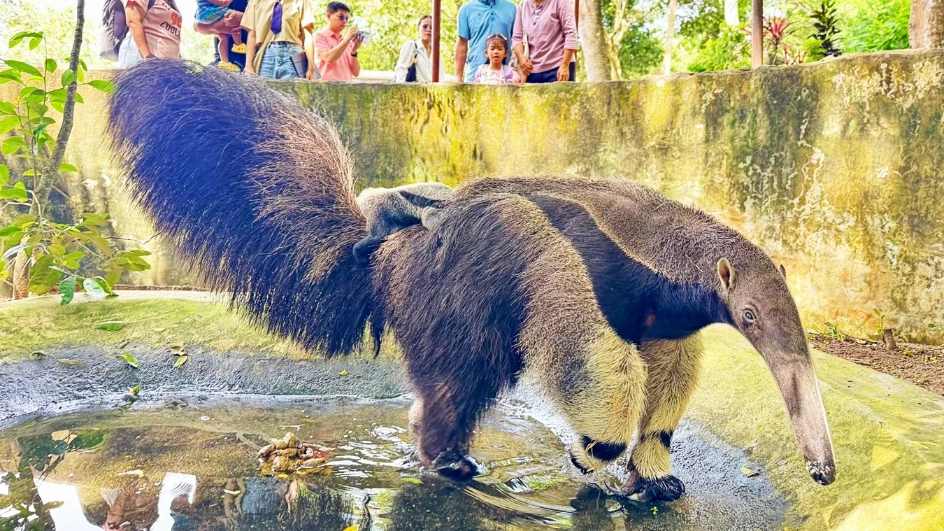 Khao Kheow Zoo