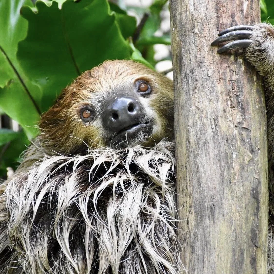 Khao Kheow with lemurs