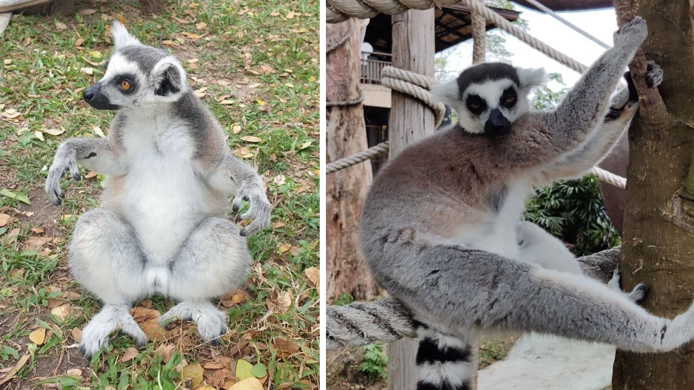 Khao Kheow with lemurs