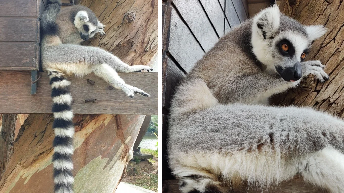Khao Kheow with lemurs
