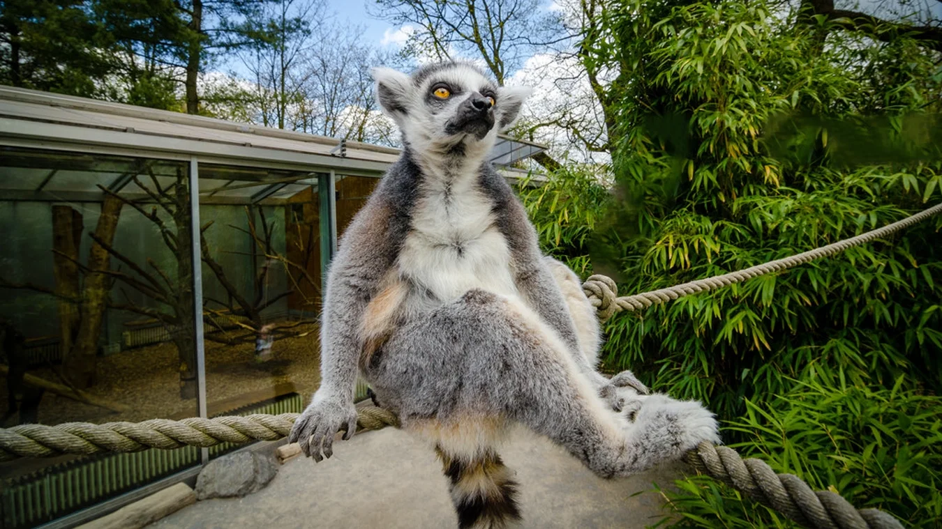 Khao Kheow with lemurs