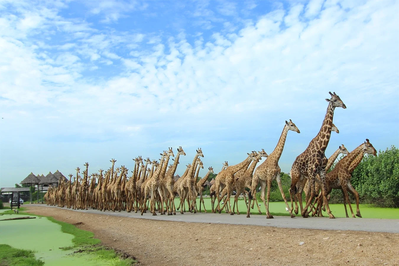 Safari Park