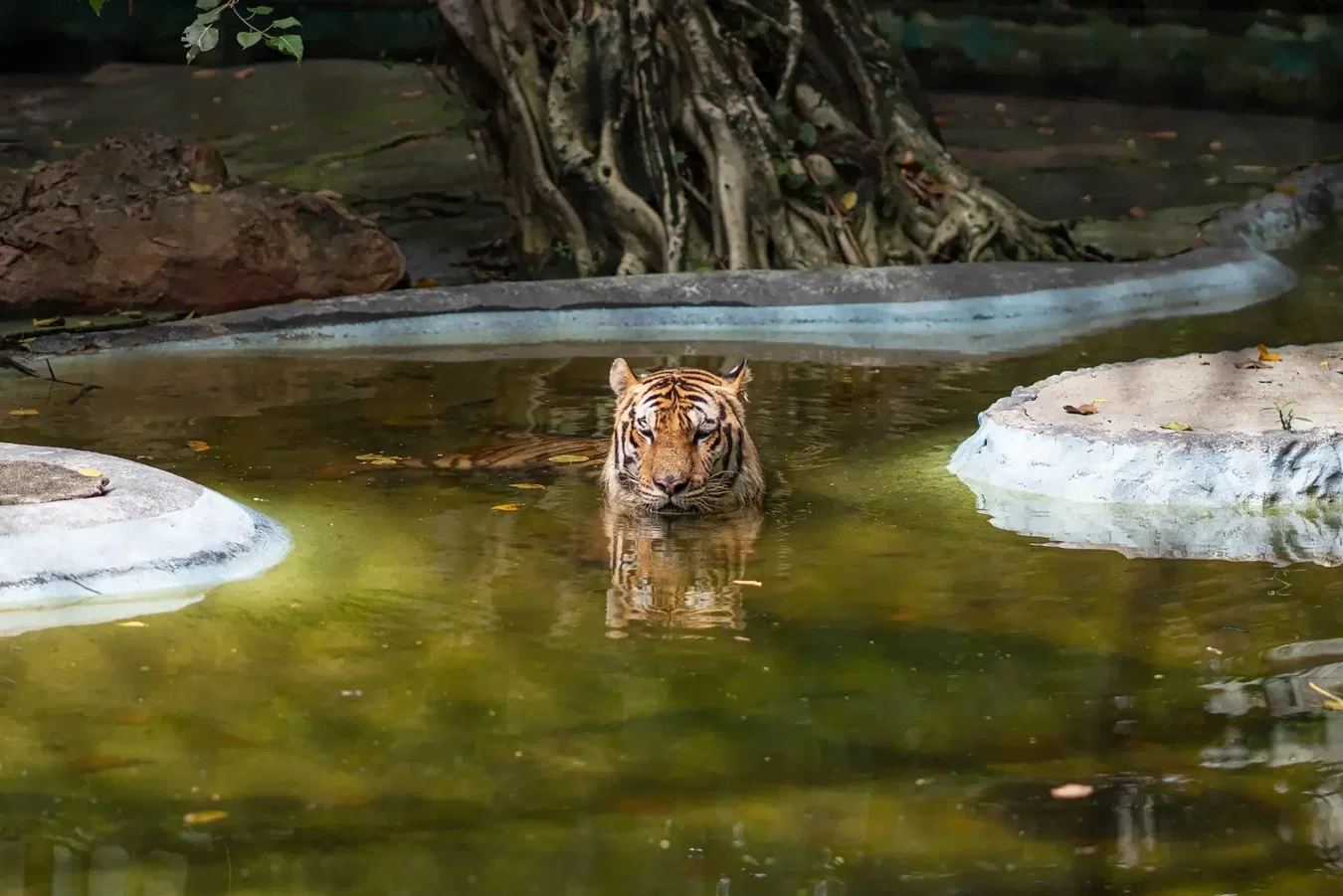 Safari Park