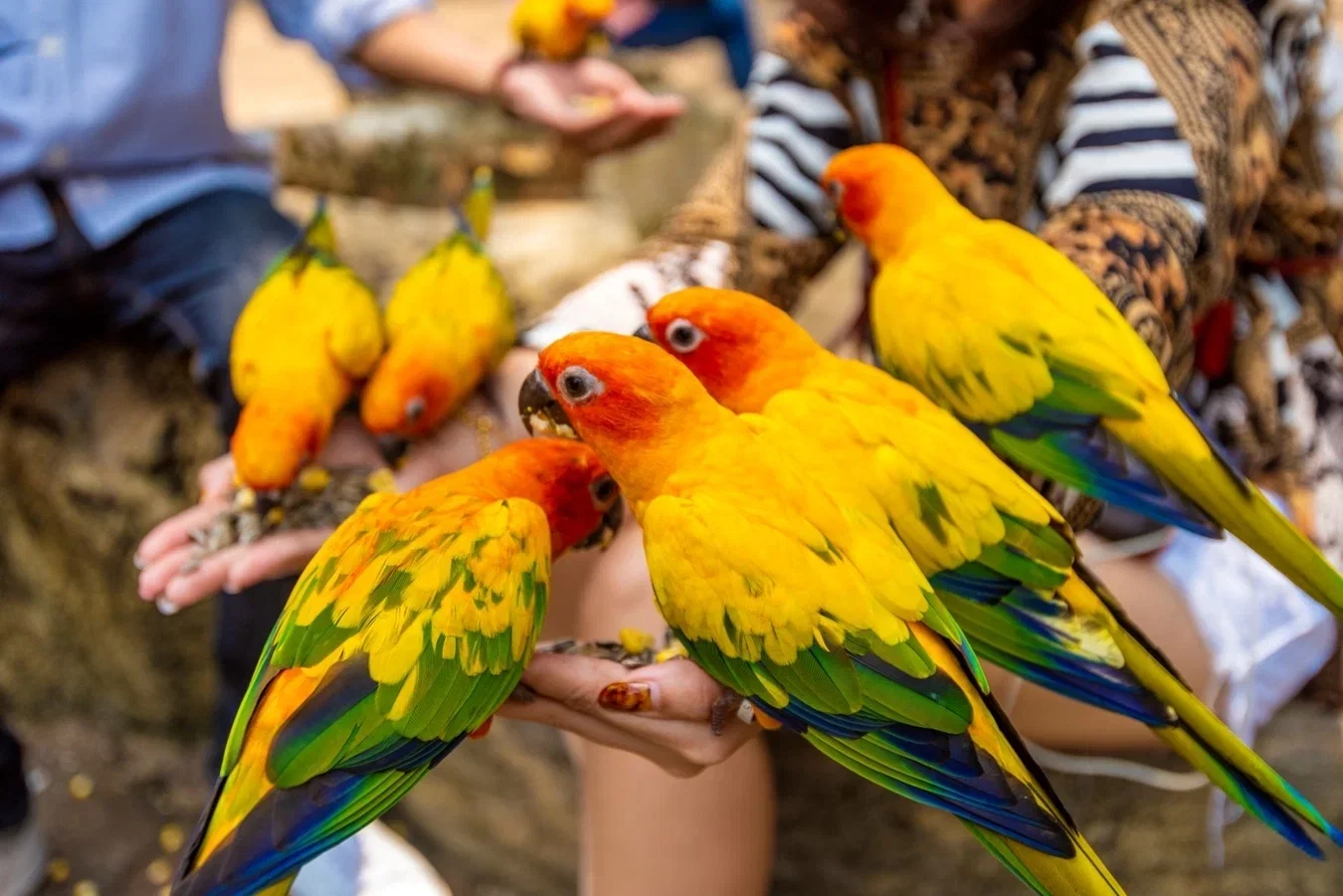 Safari Park