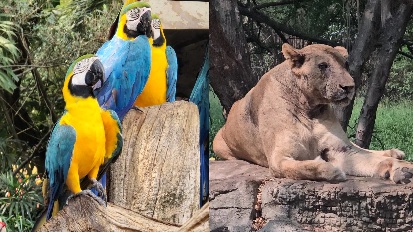 Safari Park