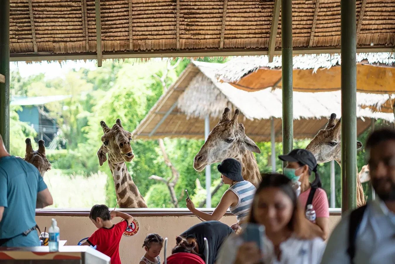 Safari Park