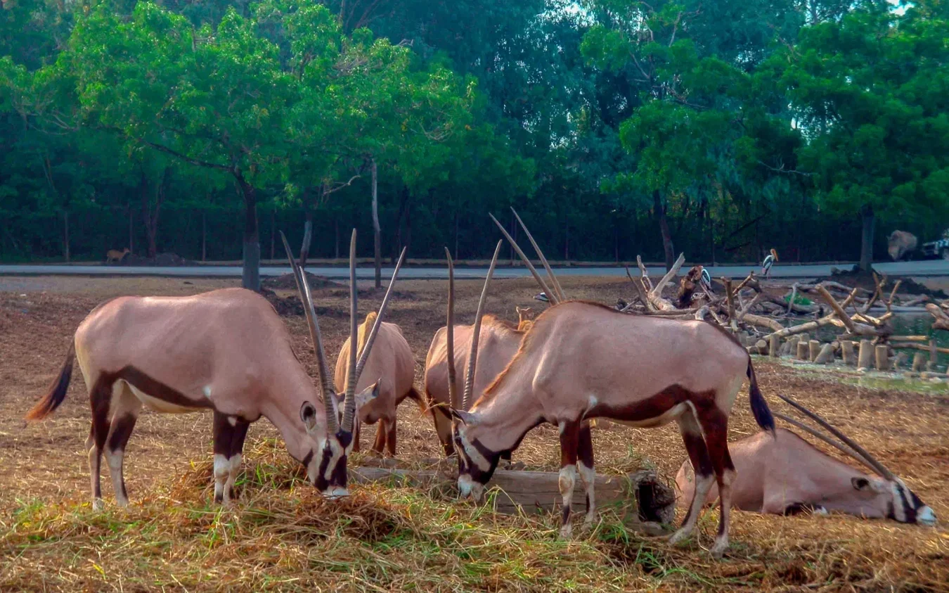Safari Park