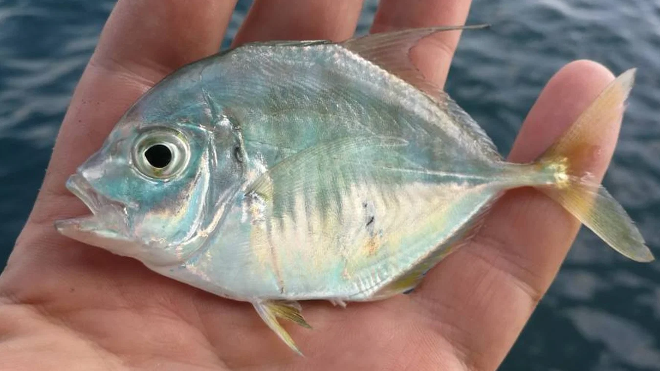 Sea Fishing