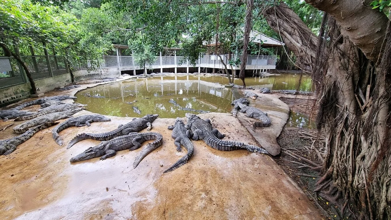 Crocodile Farm