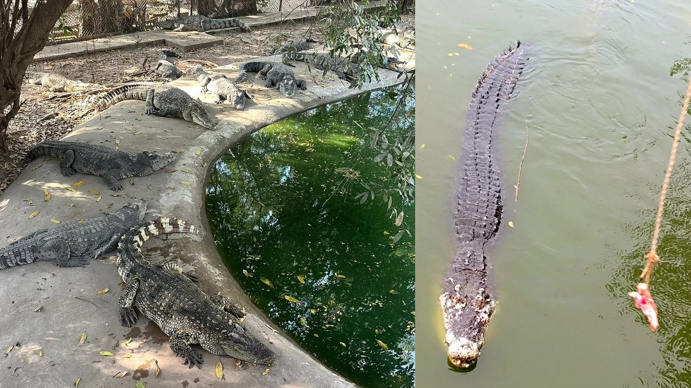 Crocodile Farm