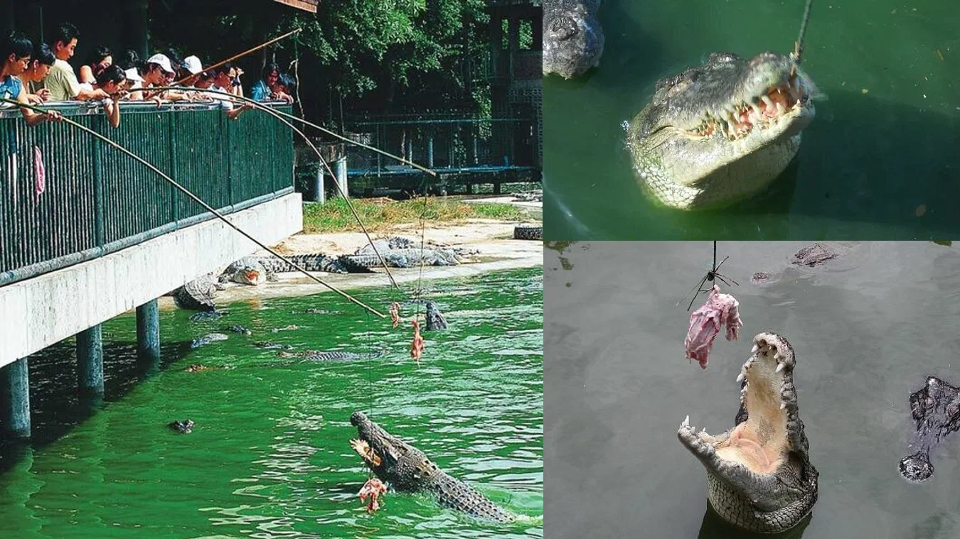 Crocodile Farm